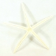 Rozgwiazdy  27-32 cm